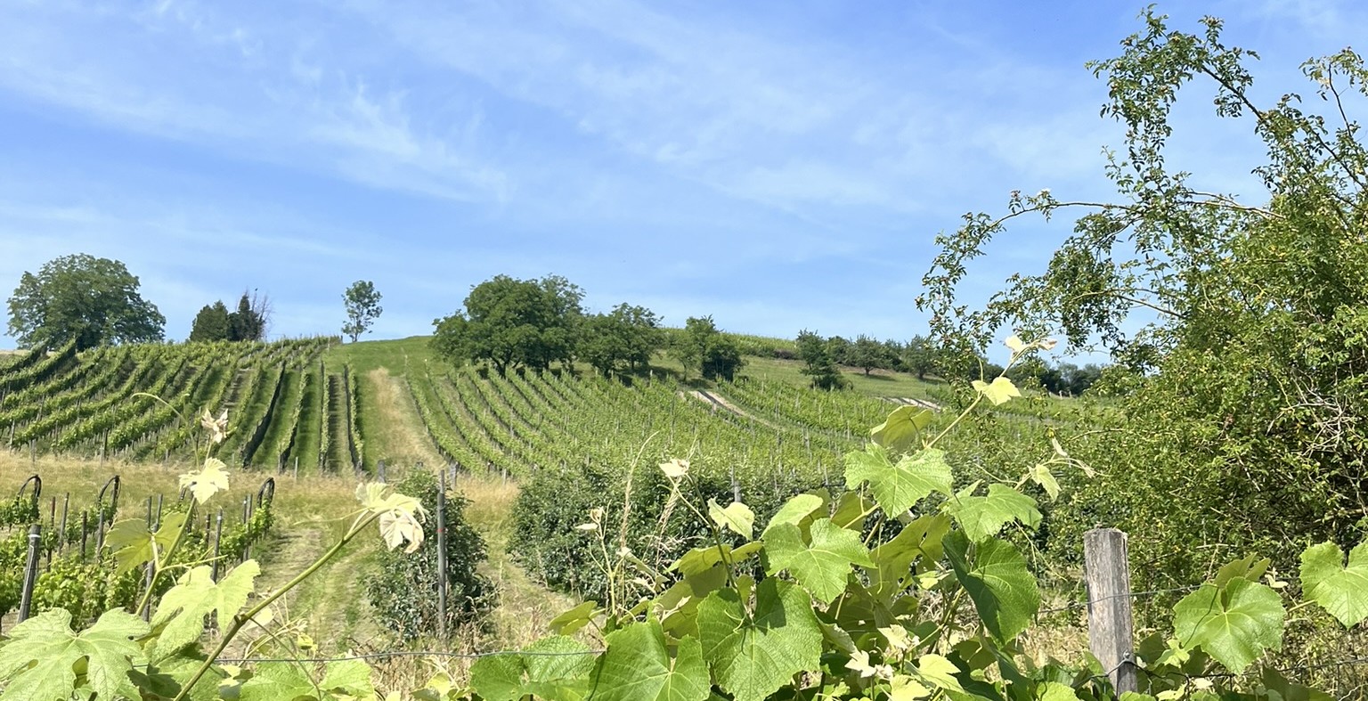 FiBL's vineyards, May 2025. Credits: Boglarka Bozsogi