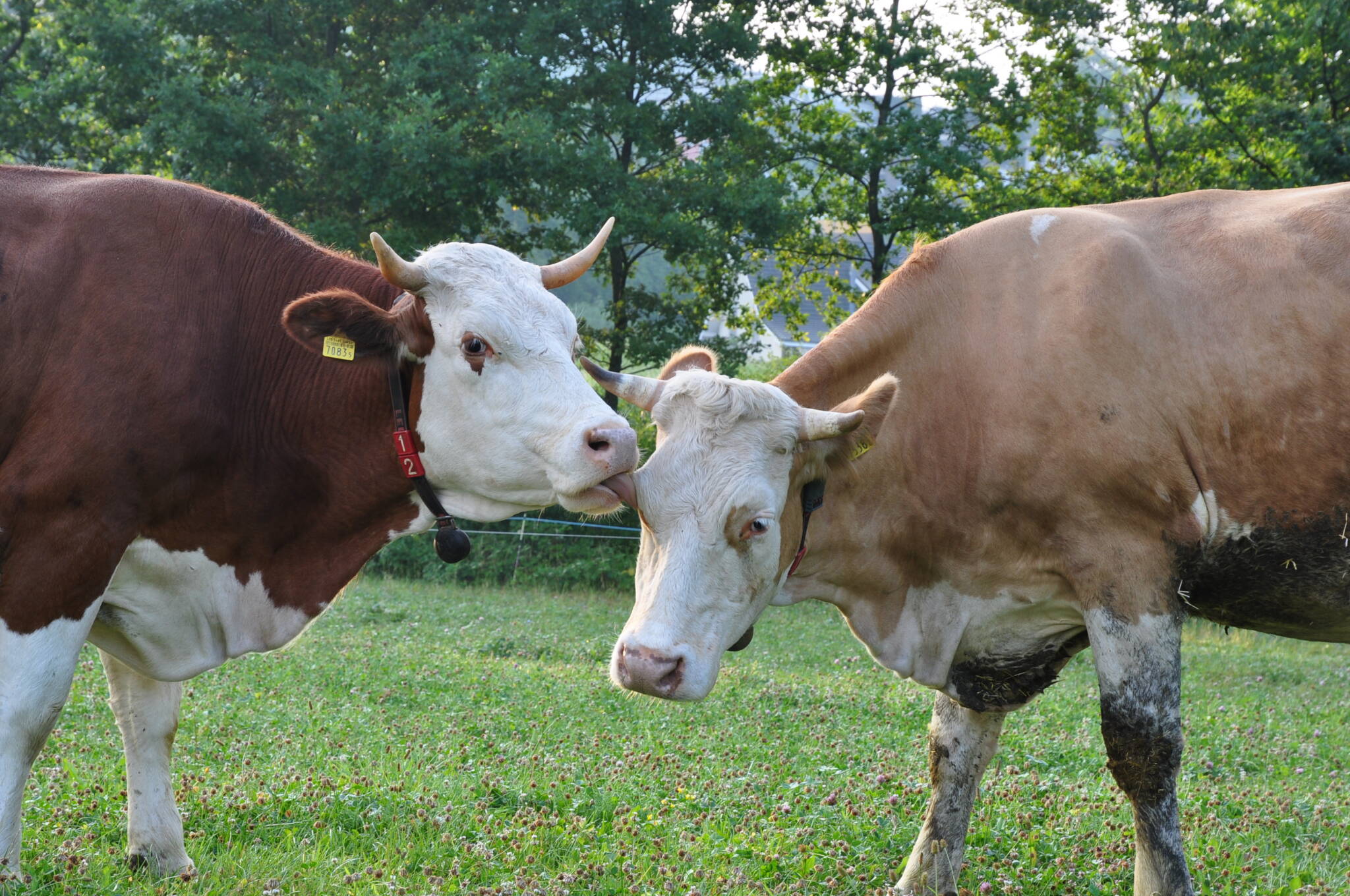 Two cows from the FiBL herd during feeding trials in the pasture laboratory, fall 2022.This photo won a prize in the FiBL photo competition. Credits: FiBL