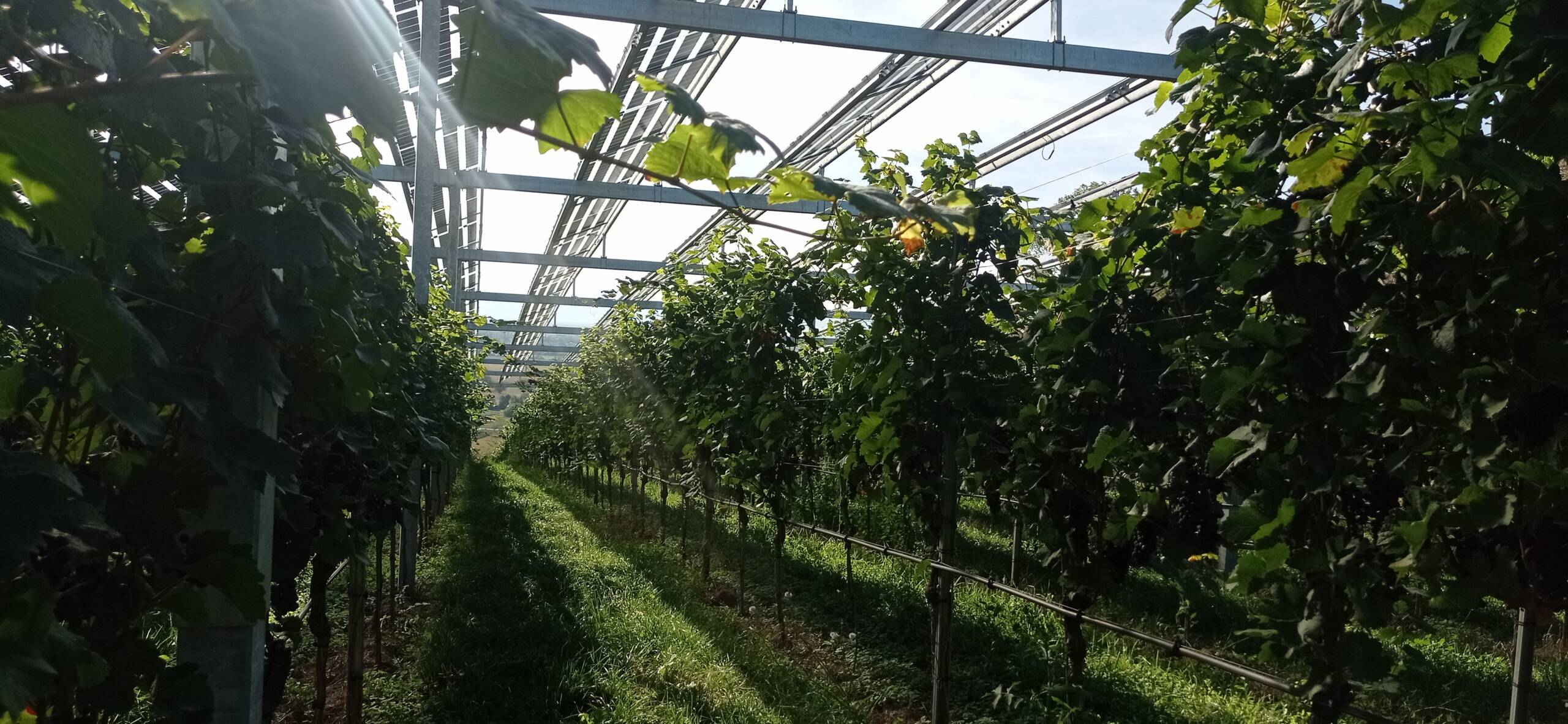 Agri-photovoltaic system from Intech GmbH in a vineyard in Kaiserstuhl. Credits: FiBL