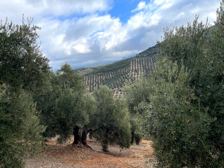 Olive trees in Jaén, Spain. Credits: UJA