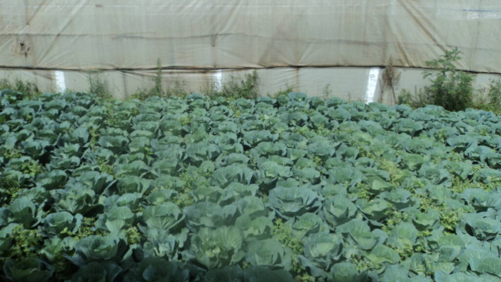 organic cabbage greenhouse